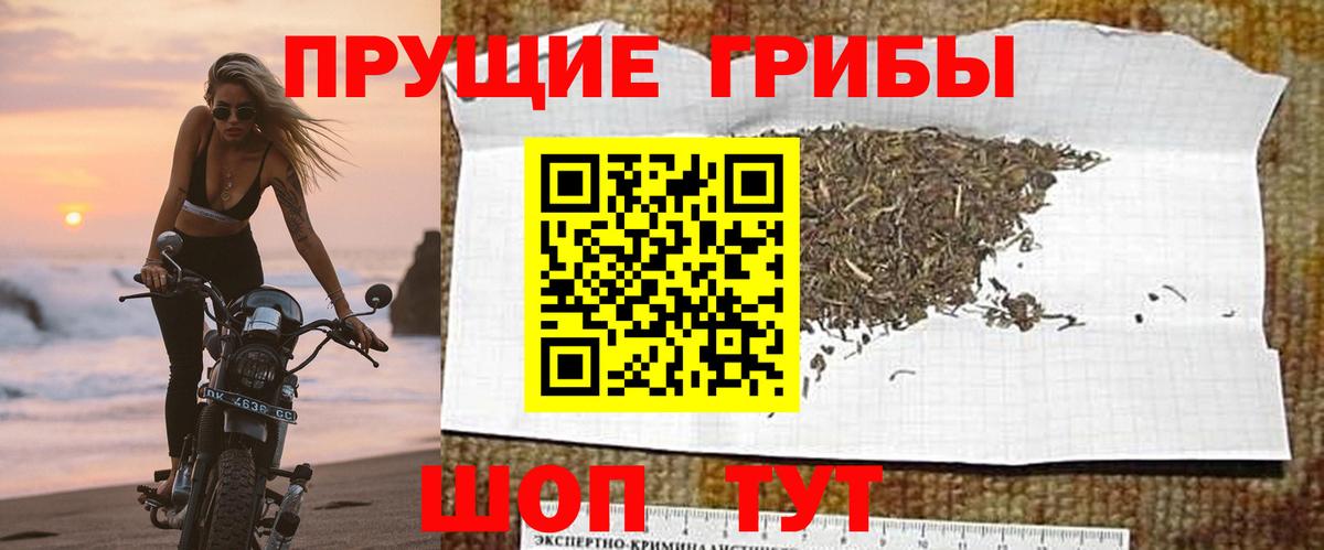 Новосибирск  Псилоцибиновые грибы GOLDEN TEACHER  Вход с VPN 